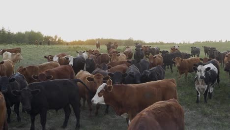 Cattle-roam-a-green-pasture-at-sunset
