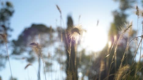 Bokeh-shot-of-reeds-and-grass-with-a-bright-summer-sky-in-the-background