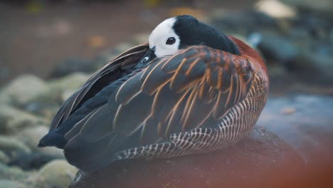 Close-up-photo-of-White-faced-whistling-duck-sleep-on-the-rock-on-the-river---Dendrocygna-viduata