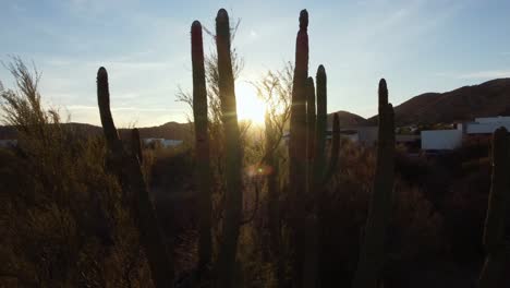Tiro-Giratorio-Lento-De-La-Puesta-De-Sol-Que-Se-Refleja-A-Través-De-Un-Cactus