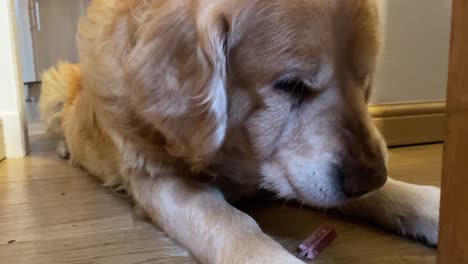 Close-up-shot-of-a-golden-retriever-finishing-a-treat-lying-down-and-drooling