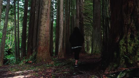 Drohne-Folgt-Einem-Mädchen,-Das-Den-Kalifornischen-Redwood-Baumwald-Erkundet
