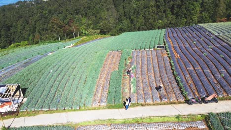 Aerial-view-of-farmers-are-working-to-harvest-scallion-on-the-vegetable-plantation---Mount-Sumbing,-Indonesia