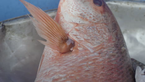 Close-up-of-red-snapper-at-street-fish-market-in-Buenaventura