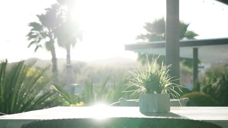 Tilting-upward-shot-of-the-bright-sun-illuminating-palm-trees-and-foliage
