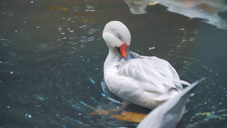 Close-up-shot-of-Silver-Caroline-Duck-is-swimming-on-the-surface-of-the-water