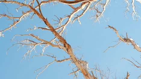 Dry-tree-without-leaves-against-bright-blue-sky-on-a-sunny-day,-handheld