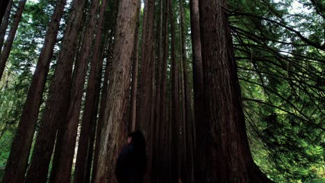 Drohne-Schwenkt-Zum-Blätterdach,-Während-Ein-Mädchen-Den-Kalifornischen-Redwood-Wald-Erkundet