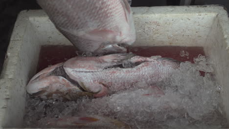 Nahaufnahme-Von-Fischen-Im-Eis-Auf-Dem-Straßenfischmarkt-In-Buenaventura