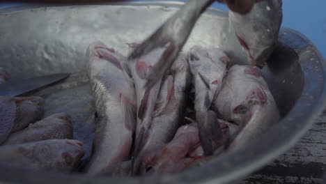 Close-up-of-hands-handling-fish-at-street-fish-market-in-Buenaventura
