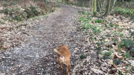 Brauner-Hund,-Der-An-Einem-Sehr-Schönen-Tag-Durch-Die-Landschaft-Englands-Spaziert