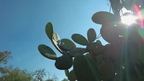 Against-a-vivid-blue-sky,-rays-of-sunlight-shine-through,-illuminating-every-detail-of-this-incredible-plant,-a-cactus