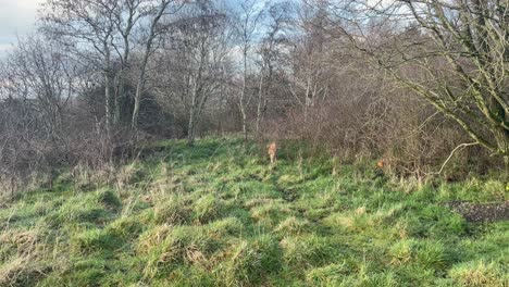 Tracking-shot-of-an-elderly-golden-retriever-exploring-the-trails-and-smells-in-a-woodland