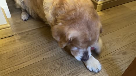 Close-up-shot-of-a-golden-retriever-biting-and-lying-down-enjoying-with-a-treat