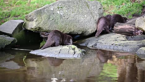Otterfamilie-Spielt-Auf-Den-Felsen-Am-Wasser