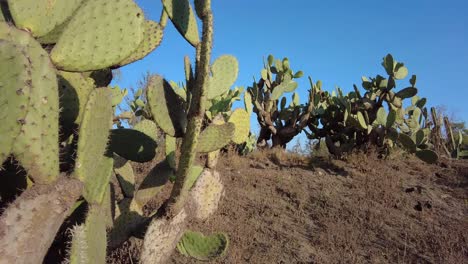 Fascinante-Vista-De-Un-Cactus-Contra-Un-Cielo-Azul-Claro