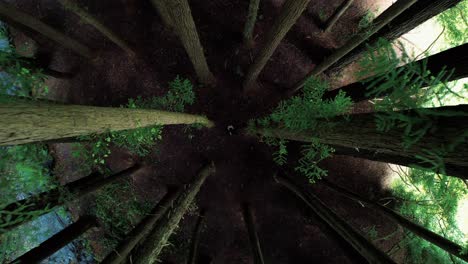 Drohnenfilme-Aus-Dem-Blätterdach-Des-Kalifornischen-Redwood-Waldes,-Während-Ein-Mädchen-Unten-Läuft