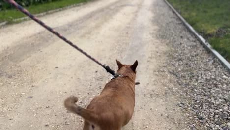 Süßer-Jack-Russel-Hund,-Der-Mit-Einer-Schwarz-roten-Leine-Durch-Die-Englische-Landschaft-Auf-Einer-Schotter-Pferderennbahn-Läuft