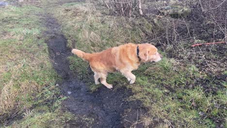 Tracking-shot-of-a-male-golden-retriever-walking-across-an-uneven-ditch-in-a-woodland