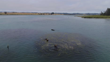 Drohne-Schoss-über-Otter,-Während-Sie-Sich-Im-Fluss-Reinigen