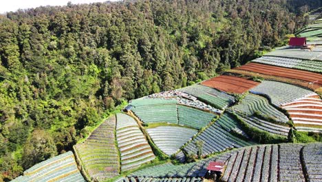 Aerial-view-of-farmers-are-working-to-harvest-vegetables-on-the-agricultural-field---Mount-Sumbing,-Indonesia