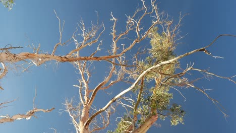 Leafless-dry-tree-crone-on-a-sunny-day,-blue-sky,-handheld-low-angle