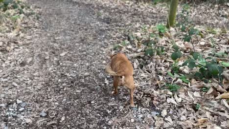 follow-shot-of-brown-dog-sniffing-the-ground-and-stopping-for-a-poo-towards-the-end