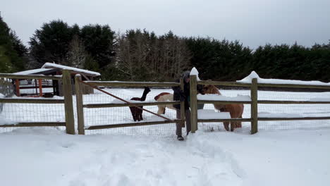 Male-Farmer-at-Snowy-Gate,-Brings-Hay-to-the-Llama-and-Alpacas