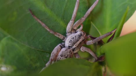 A-spider-on-a-leaf-resting