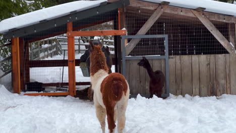 Male-Farmer-Leads-Llama-and-Alpacas-to-Their-Snowy-Hay-Barn