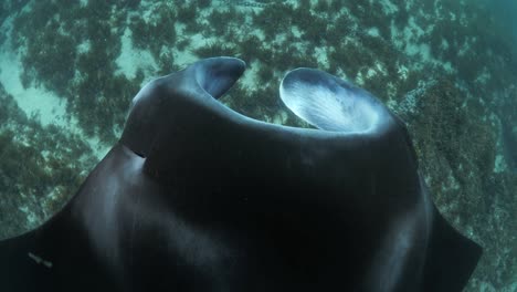 Unique-perspective-of-a-large-Manta-Ray-looking-down-as-it-glides-over-a-ocean-reef-covered-in-seagrass
