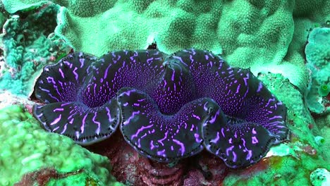close-up-of-a-purple-giant-clam