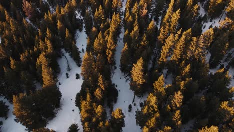 Flying-over-snowy-forest-in-British-Columbia,-Canada