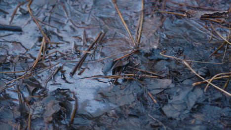 Close-pan-of-wet-twigs-and-leaves-in-still-puddle-of-water