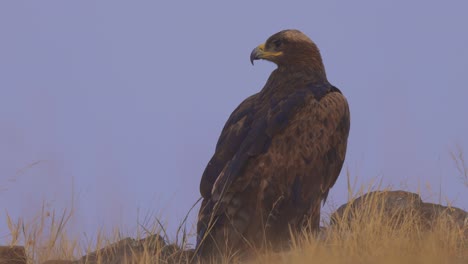 Endangered-Steppe-Eagle-Stand-On-Field-And-Looking-Away