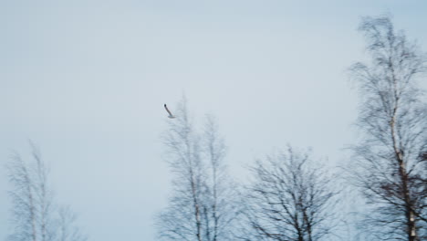 Weiße-Möwe-Fliegt-Am-Bewölkten-Himmel-Mit-Kahlen-Bäumen-Im-Hintergrund-Davon