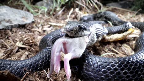 Rack-focus-to-black-rat-snake-eating-a-mouse