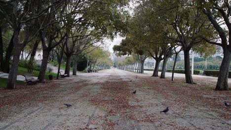 Park-with-birds-and-leaves-on-ground