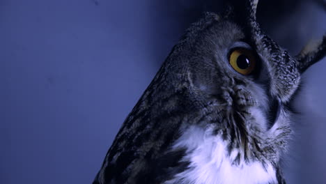 Eagle-owl-scanning-for-prey