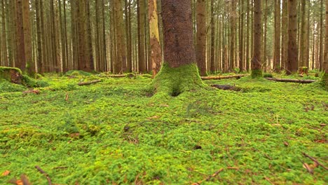 Ein-Wunderschöner,-Grüner,-Moosiger-Teil-Eines-Waldes-Aus-Niedriger-Perspektive,-Herausgezoomt-Als-Hintergrundelement