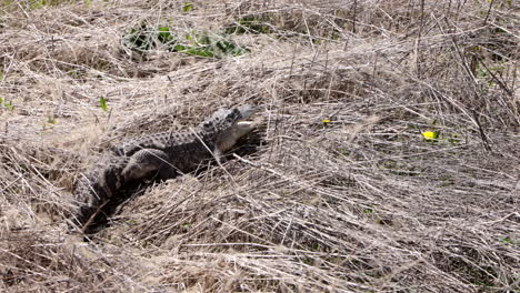 Alligator-in-the-tall-grass-slow-motion