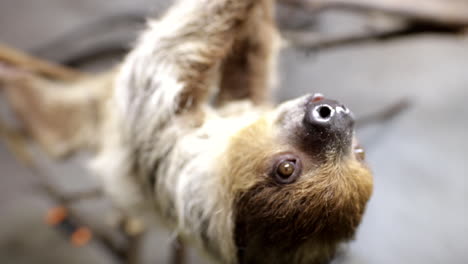 Cute-sloth-feeding-slow-motion