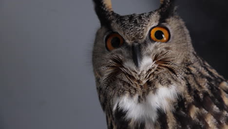 Owl-turning-head-and-blinking-in-slow-motion