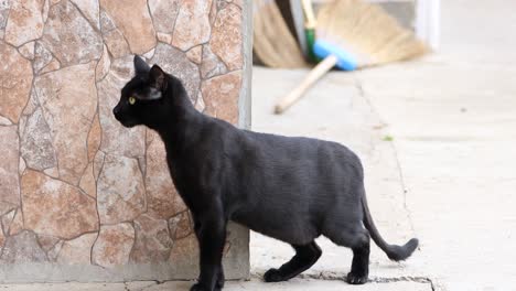 Curioso-Gato-Negro-De-Pelo-Corto-Europeo-Asustado-Con-Ojos-Amarillos---Cerrar
