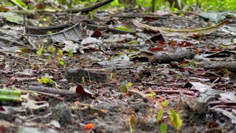 Several-leaf-cutter-ants-carry-their-pieces-of-leaves-down-a-trail-through-the-rain-forest