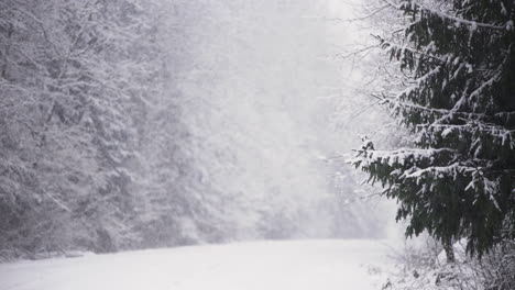 Snow-falls-in-white-wintery-fir-tree-forest,-long-shot