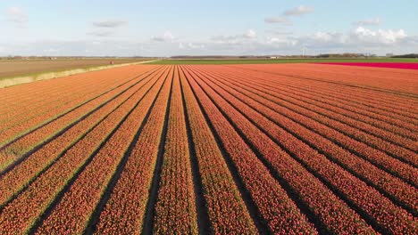 Aerial-shot-of-orange-tulip-fields-in-Netherlands