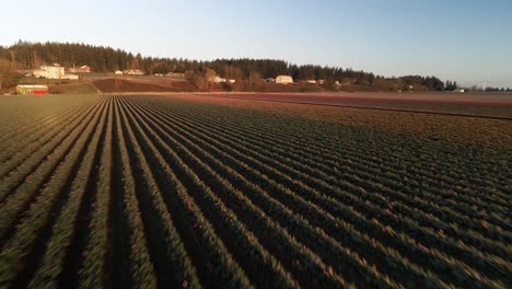 Tiefflug-über-Einem-Kultivierten-Feld-Blühender-Tulpen,-Sonnenaufgang,-Goldene-Stunde,-Luftaufnahme