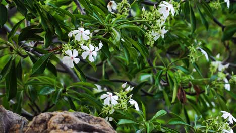 Frangipani-Blüten-Wehen-An-Einem-Sonnigen-Tag-Sanft-Im-Wind