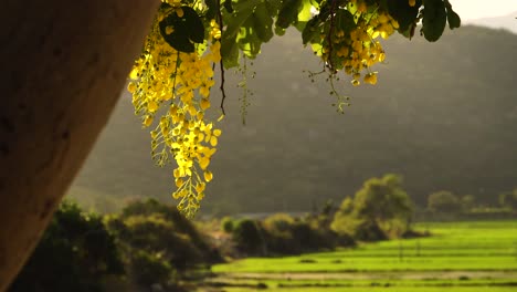 Yellow-flowers-of-golden-shower-tree-sway-in-wind-on-sunny-day